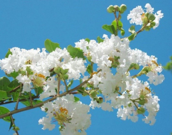 3 loại cây nở hoa trắng như tuyết, một khi nở hoa sẽ khiến mọi người ngỡ ngàng