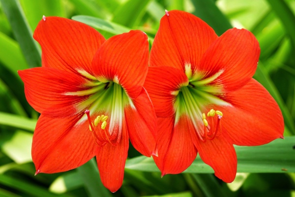 Hoa loa kèn có ý nghĩa gì? Cách trồng và chăm sóc giúp hoa nở đẹp