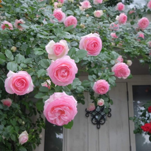 Sử dụng nó để trồng và bảo vệ hoa hồng, cành khỏe lá xanh tốt, hoa tuôn không ngừng