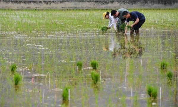 Trung Quốc trồng thử nghiệm lúa mang về từ tàu vũ trụ