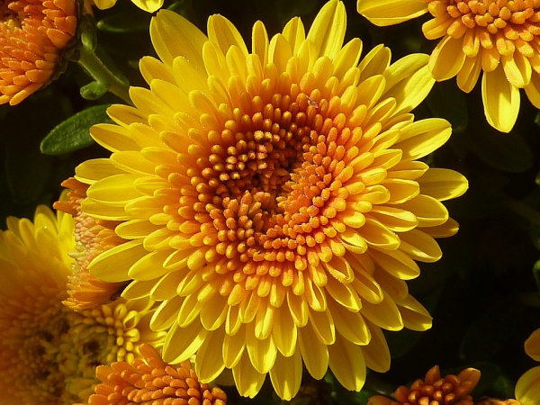 Ý nghĩa hoa cúc vàng và các loại phổ biến
