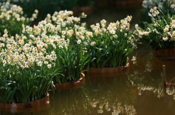 4 loại "hoa thơm nức mũi", trồng trên ban công mùi thơm nồng nàn như xịt nước hoa