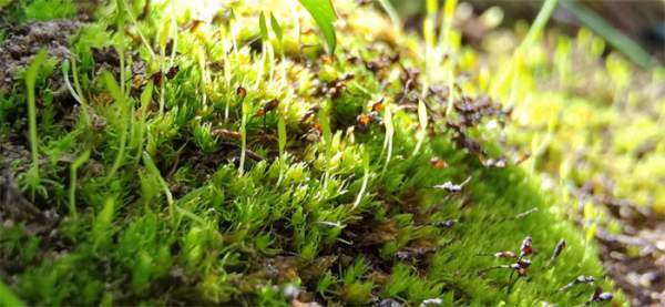 Giống rêu sống sót từ thời khủng long đứng trước nguy cơ tuyệt chủng vì biến đổi khí hậu