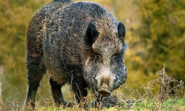 Nạn cua xanh xâm lấn chưa qua, thành phố Italy lại đau đầu đối phó lợn rừng