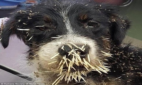 Giải cứu chú chó bị 350 gai nhím cắm chi chít khắp mặt