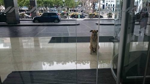 Chú chó chờ ân nhân trước cửa khách sạn suốt nhiều tháng