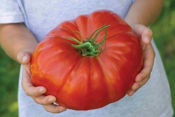 Cà chua lớn nhất hành tinh có khối lượng 1,5 kg