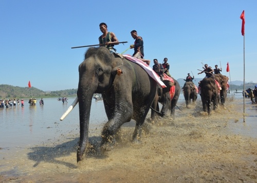 18 con voi sẽ được huy động tham gia Lễ hội đua voi Buôn Đôn