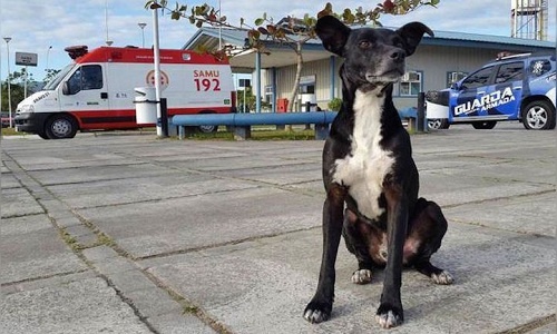 Chó chờ trước cửa bệnh viện nơi chủ qua đời từ 8 tháng trước