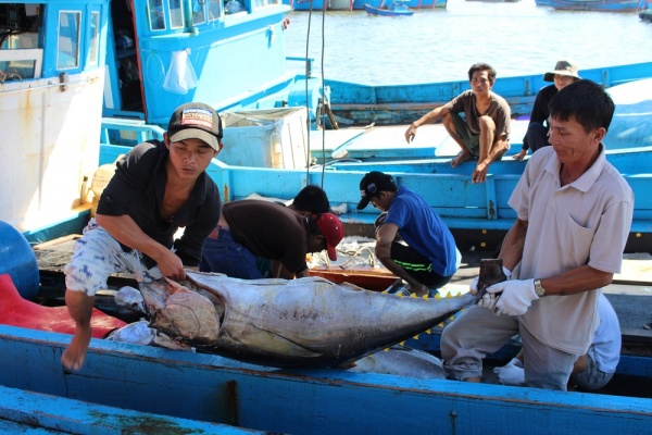 Lao động biển “méo mặt” vì mất mùa cá ngừ đại dương