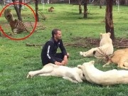 Video: Hổ cứu nhân viên vườn thú khỏi bị báo tấn công
