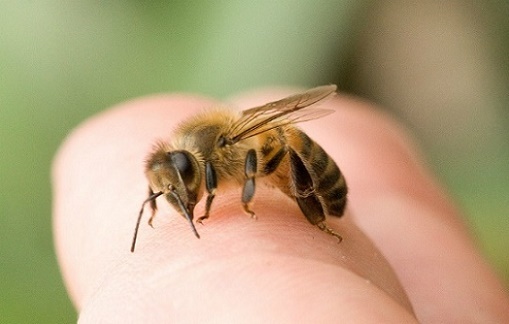 Cách trị ong đốt bằng những bài thuốc dân gian đơn giản