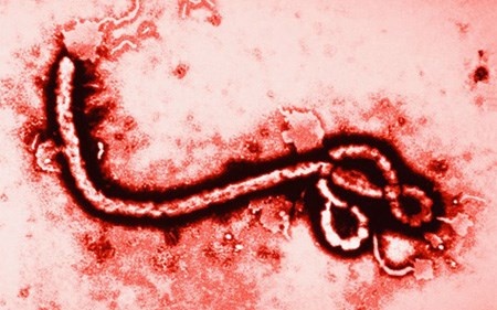 Sự khác nhau giữa bệnh Ebola và sốt xuất huyết