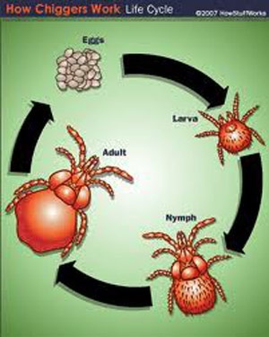 Cẩn trọng với bệnh sốt mò - nguy cơ gây tử vong cao