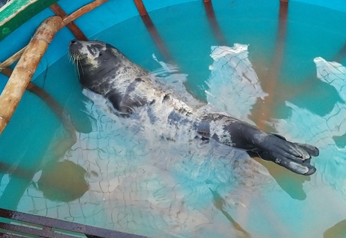 Hải cẩu xuất hiện ở Quảng Nam bị người dân bắt nhốt