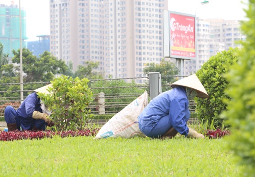 Hà Nội có hơn 400 mức giá duy trì cây xanh thảm cỏ