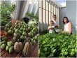 Mê mệt vườn rau quả hữu cơ xanh mướt của mẹ 8X ở Sài Gòn