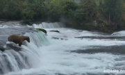 Gấu mẹ cứu đàn con bị cuốn trôi xuống chân thác nước