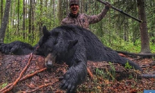 Thợ săn Mỹ giết gấu bằng giáo hứng chỉ trích gay gắt