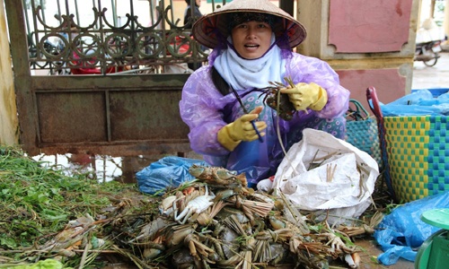 Sợ mất trắng vì bão Dianmu, nông dân bán tháo hải sản