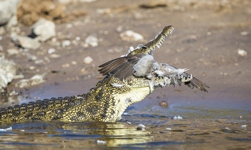 Cá sấu đớp gọn chim bồ câu trước mặt du khách