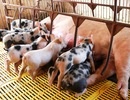 Đột nhập trang trại, trộm 40 con lợn giống về nuôi
