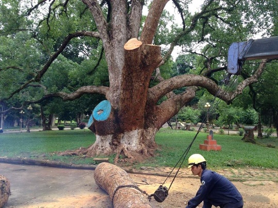 Cưa cây di sản vì... sợ lây bệnh