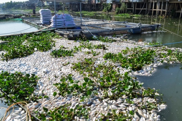 Công  bố 4 nguyên nhân khiến hơn 1.000 tấn cá chết trên sông Cái Vừng