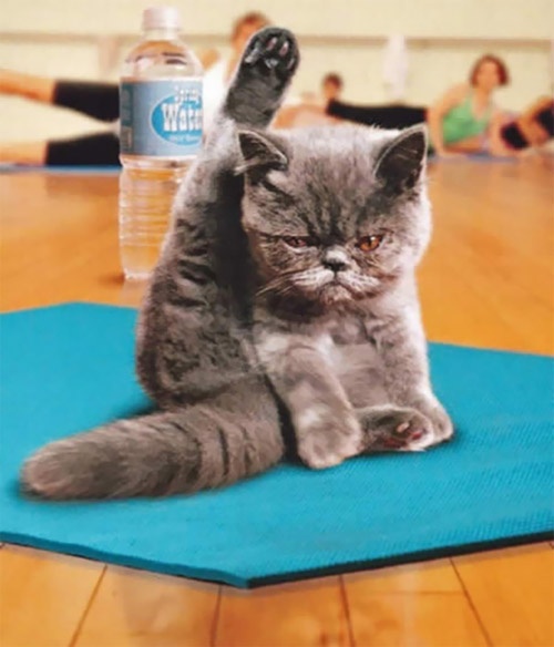 Học chó mèo tập yoga thư giãn cuối tuần nào!