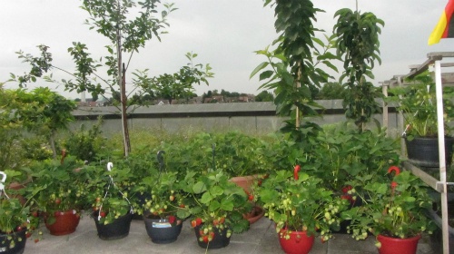 Gia đình Việt trồng hơn 30 loại rau, củ ngoài ban công ở Đức