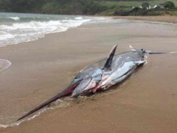 Cá kiếm khổng lồ 91kg dạt bờ biển nước Anh