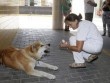 Cảm động chú chó ngồi đợi chủ một tuần ngoài cổng bệnh viện