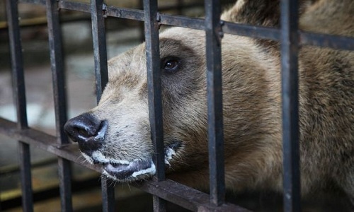 Giải cứu gấu nâu tuyệt vọng tự cắn chân vì bị nhốt trong chuồng