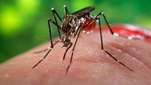 Vi rút Zika có thể sống trong mắt người và gây bệnh về mắt