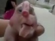 Video lợn mặt người có vòi mọc trên trán lan truyền chóng mặt trên mạng xã hội