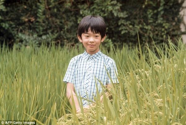Hoàng tử "nhí" Nhật Bản hào hứng thăm đồng lúa