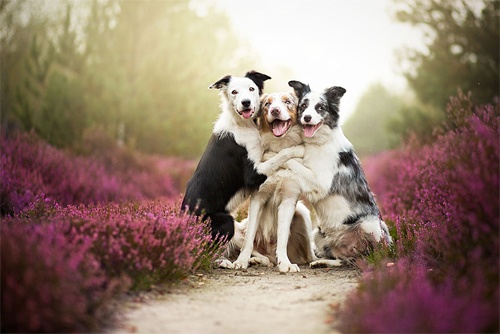 3 chú chó chụp ảnh thơ mộng giữa cánh đồng hoa