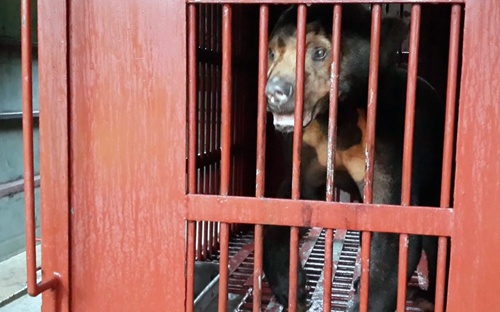Gấu chó được cứu hộ sau 10 năm bị nhốt trong lồng sắt