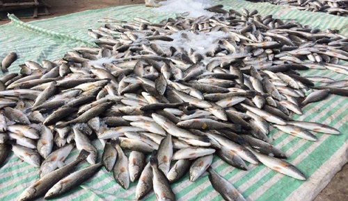 Vệt nước đen bất thường xuất hiện trước khi cá chết hàng loạt ở Thanh Hóa