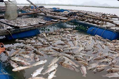 Cá chết trắng bè sau mưa lớn ở Hà Tĩnh