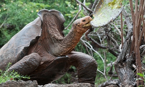 Cụ rùa trăm tuổi cứu cả loài khỏi tuyệt chủng nhờ năng giao phối