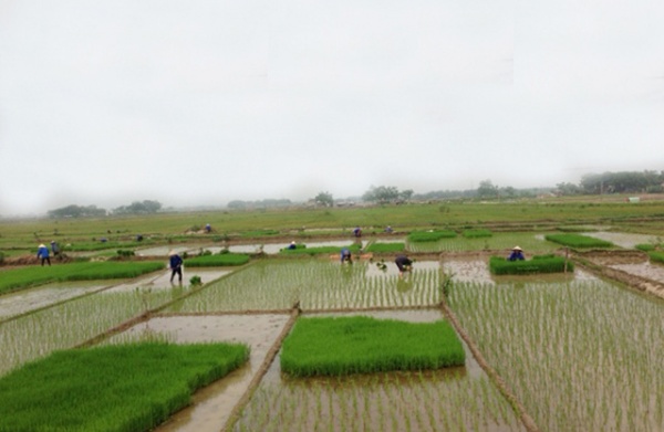 “Luồng gió mới” cho nông nghiệp tỉnh Phú Thọ