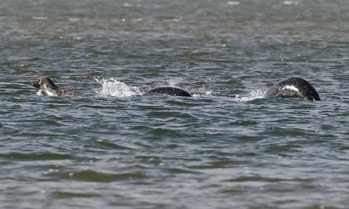 Vật thể nhấp nhô nghi là quái vật hồ Loch Ness