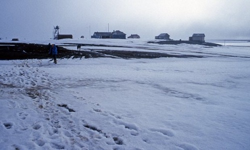 Đàn gấu bao vây trạm nghiên cứu khí tượng ở Bắc Cực