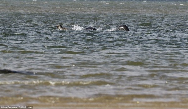 Xôn xao bức ảnh rõ nét chụp quái vật hồ Loch Ness