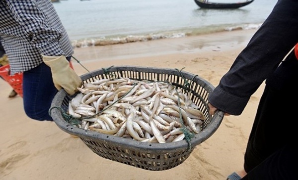 Không sử dụng hải sản ở tầng đáy của 4 tỉnh miền Trung