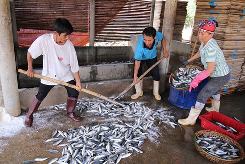 Bộ Y tế: Hải sản miền Trung sống tầng đáy trong vùng 25km chưa an toàn