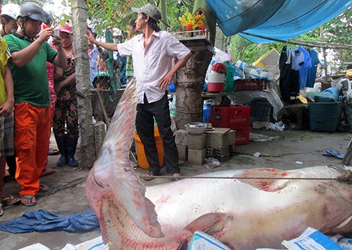 Người dân chen lấn xem cá tra dầu 200 kg