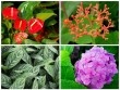 4 loài cây độc “vô tình” được trồng trong nhà