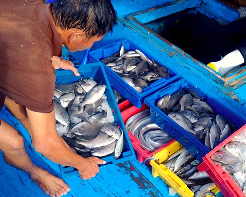 Hà Tĩnh sẽ niêm yết 154 loại hải sản không nên ăn ở chợ cá